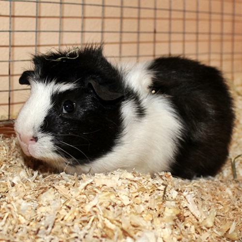 Tierschutzverein Dessau Sonstige