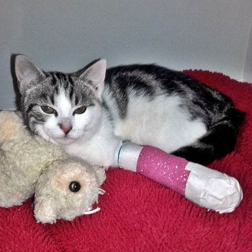 Tierschutzverein Dessau Katzen